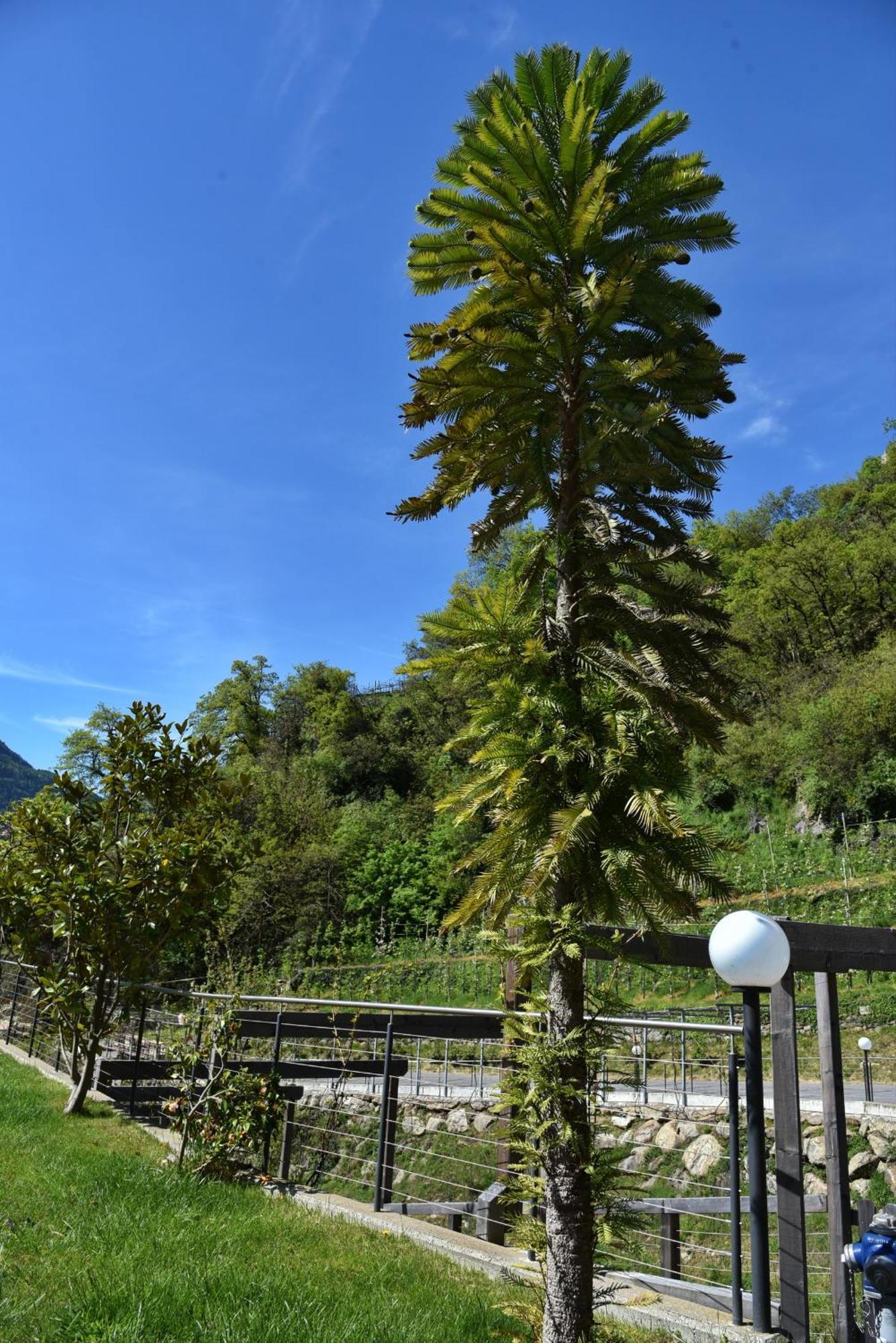 Residence Blumenthalerhof Lagundo Esterno foto